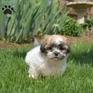 Buddy, Teddy Bear Puppy