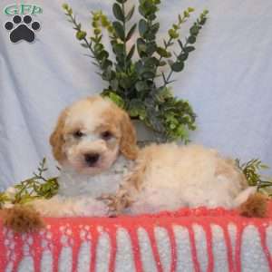 Buddy, Mini Goldendoodle Puppy