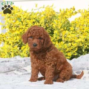 Buddy, Mini Goldendoodle Puppy