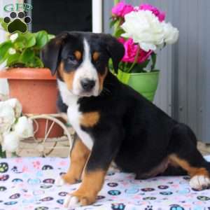 Buddy, Greater Swiss Mountain Dog Puppy
