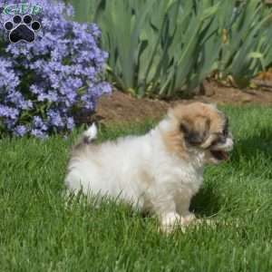 Buddy, Teddy Bear Puppy