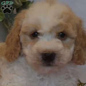 Buddy, Mini Goldendoodle Puppy