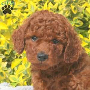 Buddy, Mini Goldendoodle Puppy