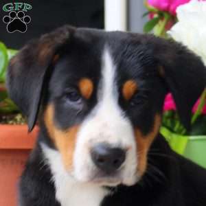 Buddy, Greater Swiss Mountain Dog Puppy