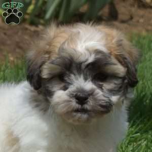 Buddy, Teddy Bear Puppy