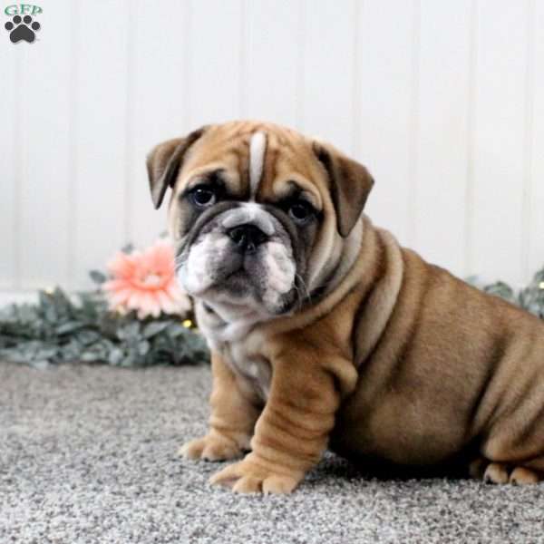 Buddy, English Bulldog Puppy