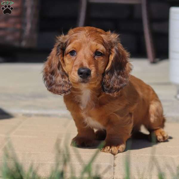 Buddy, Dachshund Puppy