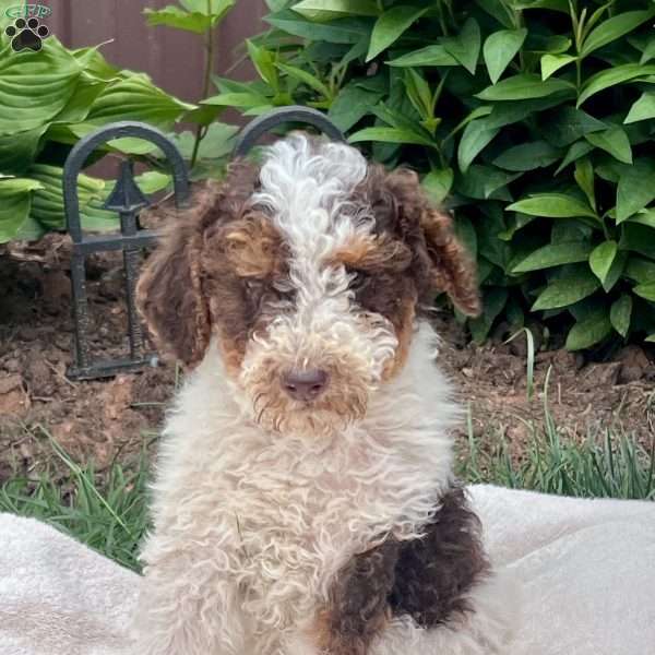 Buddy, Goldendoodle Puppy