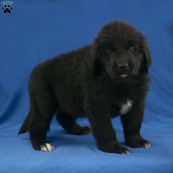 Buster, Newfoundland Puppy