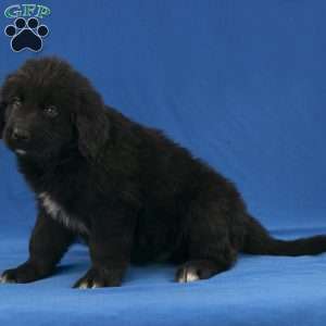 Buster, Newfoundland Puppy