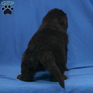 Buster, Newfoundland Puppy