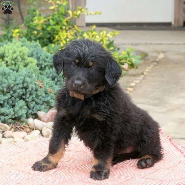 Buster, English Shepherd Mix Puppy