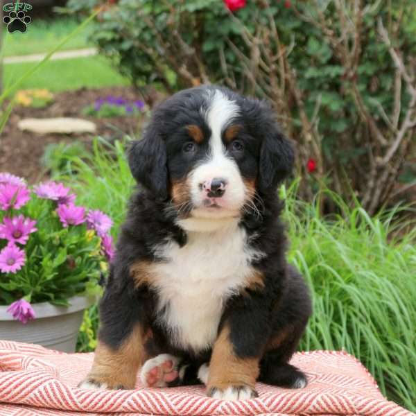 Buster, Bernese Mountain Dog Puppy