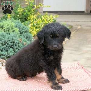 Buster, English Shepherd Mix Puppy