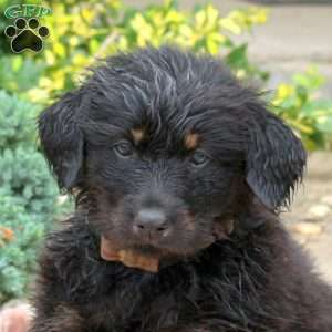 Buster, English Shepherd Mix Puppy