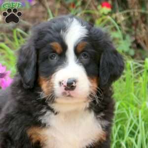 Buster, Bernese Mountain Dog Puppy