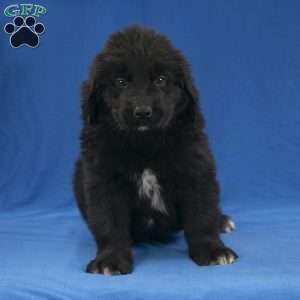 Buster, Newfoundland Puppy
