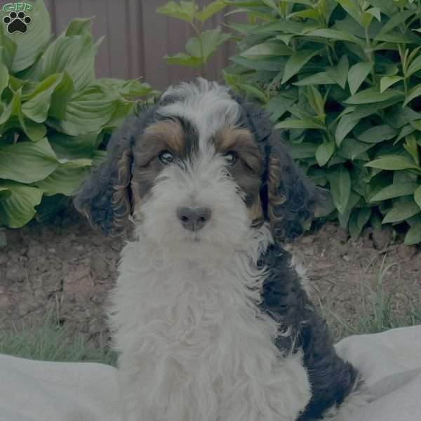 Buster, Goldendoodle Puppy