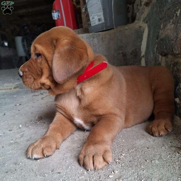 Buster, Fox Red Labrador Retriever Puppy