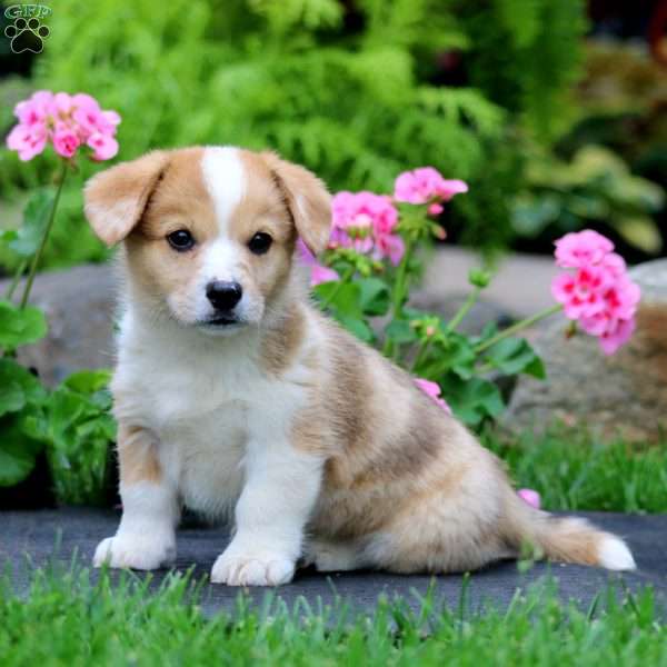 Butch, Pembroke Welsh Corgi Puppy