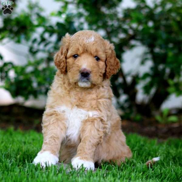 Butch, Goldendoodle Puppy