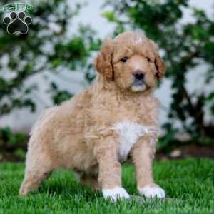 Butch, Goldendoodle Puppy
