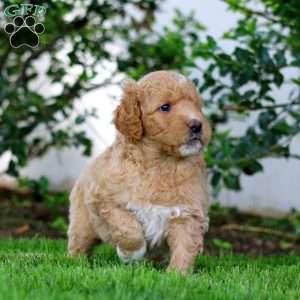 Butch, Goldendoodle Puppy