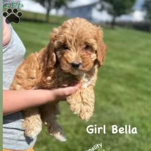 Bella, Cavapoo Puppy