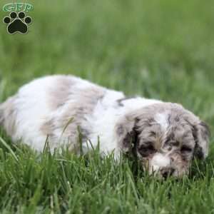 Hugo, Toy Poodle Puppy