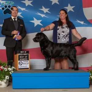 Bella, Black Labrador Retriever Puppy