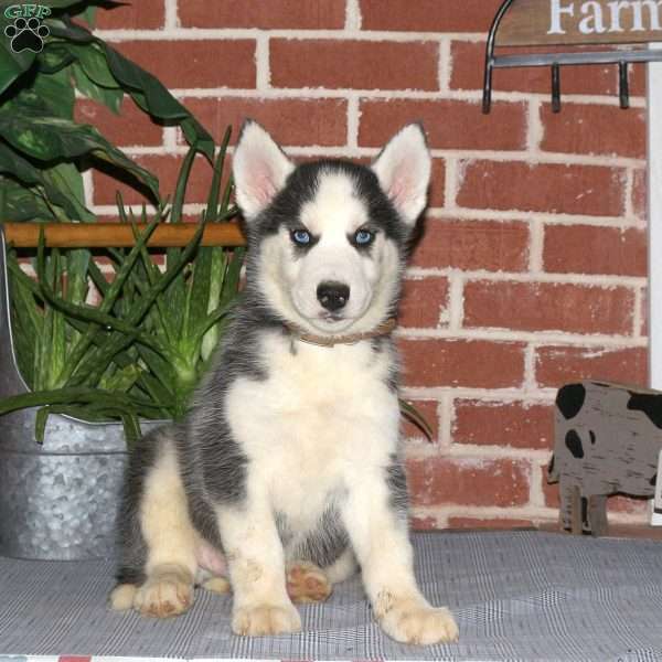Cadet, Siberian Husky Puppy