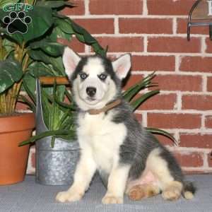 Cadet, Siberian Husky Puppy