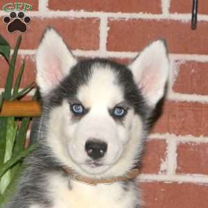 Cadet, Siberian Husky Puppy