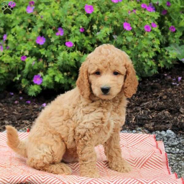 Cain, Mini Goldendoodle Puppy