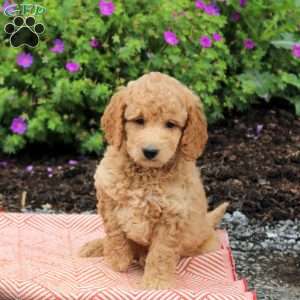 Cain, Mini Goldendoodle Puppy