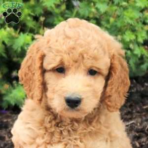 Cain, Mini Goldendoodle Puppy