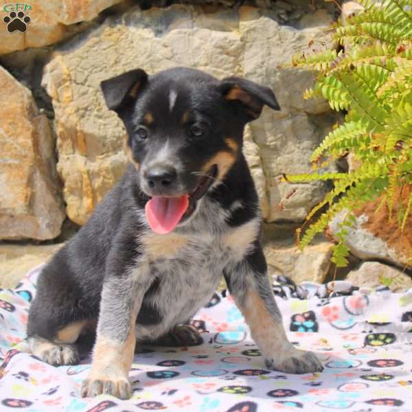 Cal, Blue Heeler Mix Puppy