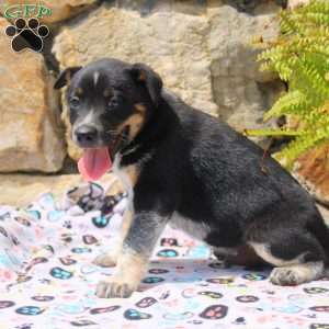 Cal, Blue Heeler Mix Puppy