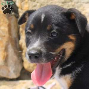 Cal, Blue Heeler Mix Puppy