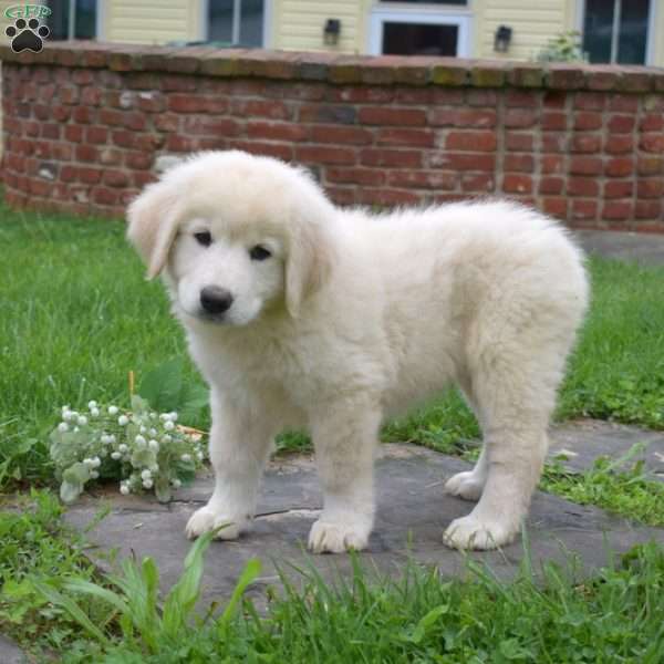 Cali, Maremma Sheepdog Puppy