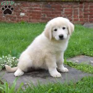 Cali, Maremma Sheepdog Puppy