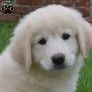 Cali, Maremma Sheepdog Puppy