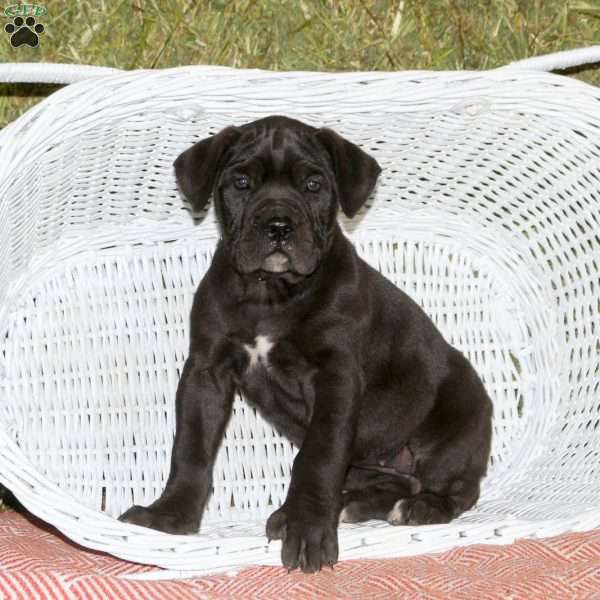 Callie, Presa Cane Canario Puppy