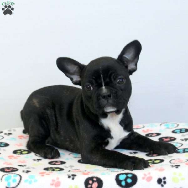 Callie, Frenchton Puppy