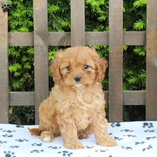 Callie, Cavapoo Puppy