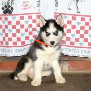 Callie, Siberian Husky Puppy