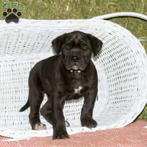 Callie, Presa Cane Canario Puppy
