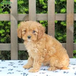 Callie, Cavapoo Puppy