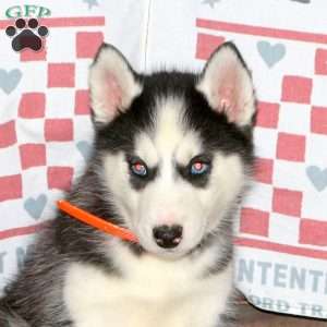 Callie, Siberian Husky Puppy