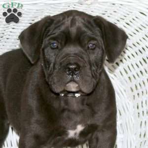 Callie, Presa Cane Canario Puppy